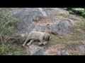 Aerial shots show mother elephant cuddling her missing calf days after reunion | ITV News