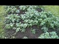 Doug's Allotment - May 31st 2015 - Allotment & seedling update