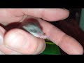 Another baby acacia rat vid. Ysolda is a little cutie.