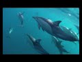 wild dolphin swim
