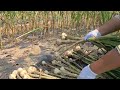 마늘 수확시기, 쉽게 뽑는방법, 효율적인 말리기, 보관방법.