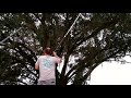 Cut Tree Branches Over House Without Hitting the Roof