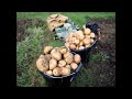 Doug's Allotment 08/09/2013: Digging up spuds