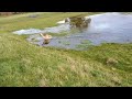 German Shepherd Bounce Splash puddle