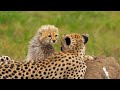 Planet of Animals 4K🐾Discovery Relaxation Wonderful Wildlife Movie, Soothing Relaxing Piano Music