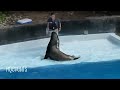 Funny Smart Cute Sea Lion Show