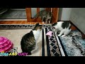 Funniest Animals 😄 New Funny Cats and Dogs Videos 😹🐶