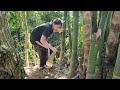 Single girl harvests giant bamboo shoots to sell. Buy medicine to care for the sick