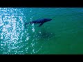 🐳 Relaxing with the giant: A humpback whale sunbathing