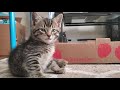 #Cat #Cute Why There is no Video Today - Cat Tribal Has Entered the Arena
