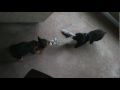 Tug of war between Poodle & Yorkie my pups JJ & Evie