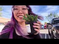 HOUSEPLANT SHOPPING at Home Depot and Lowes, then overcoming an unexpected repotting challenge 🫠🌿