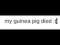 My guinea pig died :(