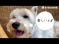 【週末VLOG】愛犬うーちゃんの、とある１日を撮影してみました！