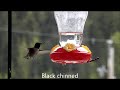 Various hummingbirds visiting our feeder