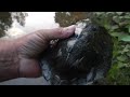 Northern Wood Turtles - Mating