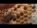 Emerging Live Honey Bee Workers