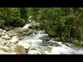 4K UHD Forest Stream Sounds | Relaxing Nature Ambience for Sleep & Relaxation | 3 Hours