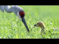 Sandhill Cranes Raising a Canada Goose Baby!!!