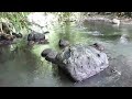 Adventure Of The Meri River || Explore Nature in The Village