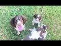 English springer spaniel puppies - more playtime shenanigans