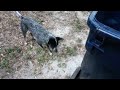 Blue Heeler Biting tires