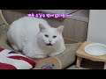 밥 달라고  시위하는 코코 #똑똑한 #beautiful #cute #whitecat #귀여운 #happylife