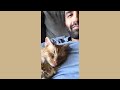 When Your Pet Makes You Unable To Stop Laughing || The Funniest Pet Videos