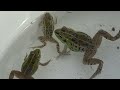 Capture a beautiful Japanese frog