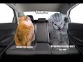 Road trip with cats!