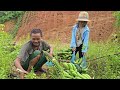 The poor girl picked a banana and was helped by Uncle Thanh to rebuild the path to the house