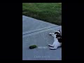 Funny moment animals / #shorts/ #viral / #YOUTUBE