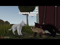 The Roblox Cat Experience