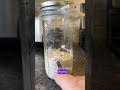 Feeding sourdough starter and watching rise in a Timelapse. #sourdoughstarter #sourdough #timelapse