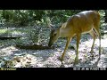 Soliary Deer on Summer Morning