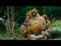 Amazon 8K - Forest 8K ULTRA HD - Nature And Animals With Relaxing Nature Sounds