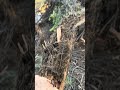 Clearing out dead wood