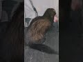 PoleCat Eats Chicken