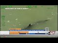 Newly released aerial video shows shark that attacked beachgoers