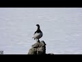 Rock ptarmigan,Fjellrype,Тундряная куропатка,Lagopède alpin,Perdiz nival,Alpenschneehuhn,nikon p1000