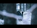 3 DAYS ALONE PHOTOGRAPHING THE CAPERCAILLIE - Part 1 || Bird Photography, Nikon Z8