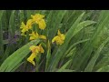 Finding Peace at The Loch on a Rainy Day in Scotland - A Mindful Moments Film