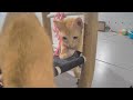 😂 When Cats Are So Silly 😂 Best Funniest Catss Video 2024 😂🐶