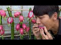 Growing red dragon fruit from branches, just one teaspoon is surprisingly abundant
