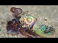 World's Most Beautiful Octopuses and Squids