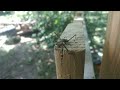 BUG ADVENTURES: Insects in the Wild! Leaping Praying Mantis, Daddy Long Legs Spiders, Ants