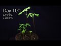 Growing a Chestnut Jungle from Seeds in Timelapse