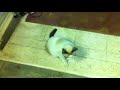 Oreo cat follows instructions like dog