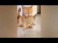 Funniest Cats and Dogs Videos 😹😂 Best Funny Animal Videos 2024 😹