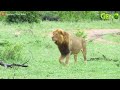 30 Moments When Lions Fight With Opponents And Only 3 Legs Left | Animal Fight